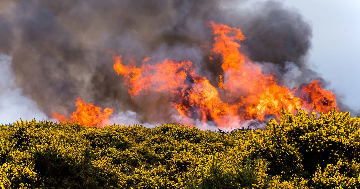 Wildfires in the UK: Understanding the Growing Risk